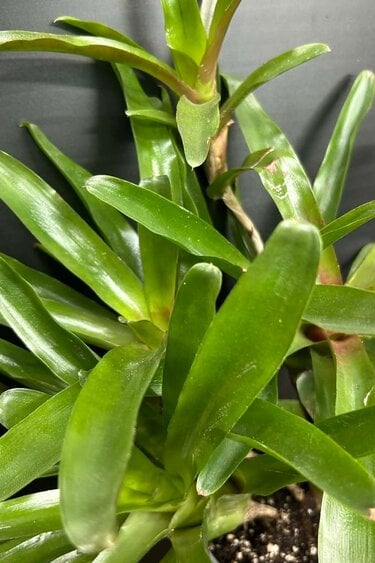 Magazoo Plant Bromeliads sp. in cluster