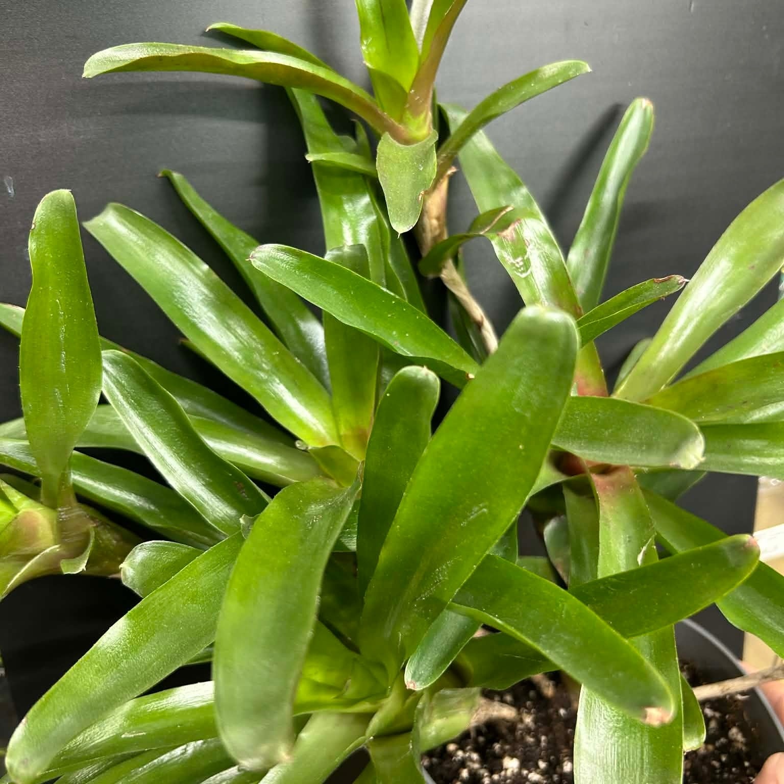Magazoo Plante Bromeliads sp. en grappe