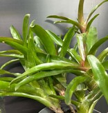 Magazoo Plant Bromeliads sp. in cluster
