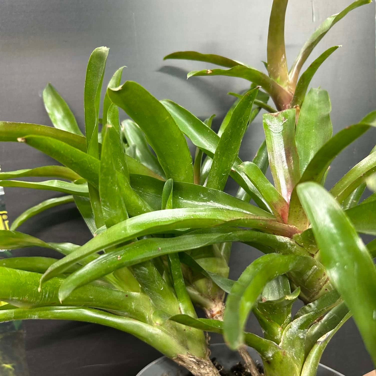 Magazoo Plante Bromeliads sp. en grappe