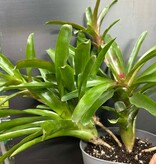 Magazoo Plant Bromeliads sp. in cluster