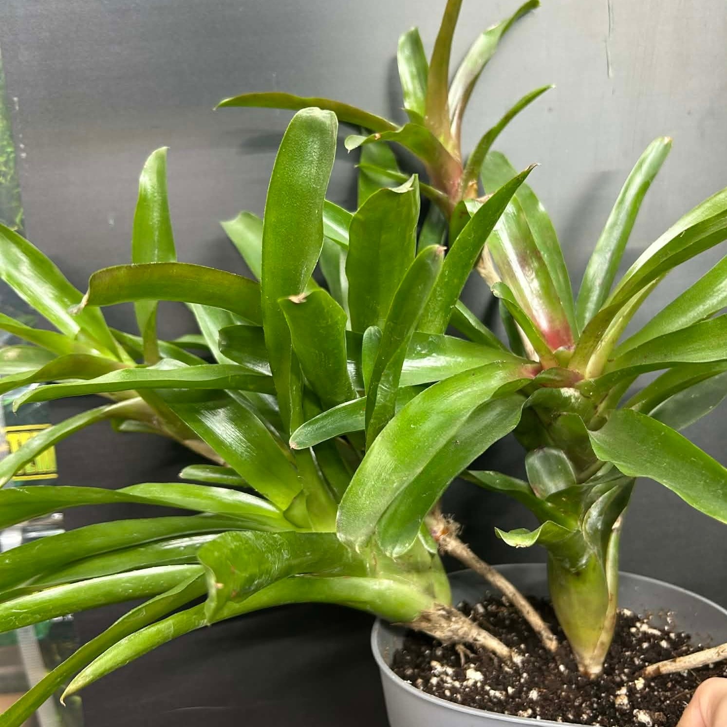Magazoo Plant Bromeliads sp. in cluster