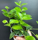 Magazoo Plante Aeschynanthus Lobbianus 'Mira' | Plante rouge-à-lèvres 10cm