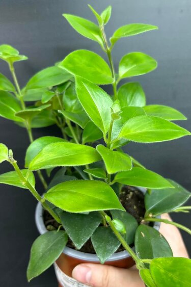 Magazoo Aeschynanthus Lobbianus 'Mira' | Lipstick Plant 10cm