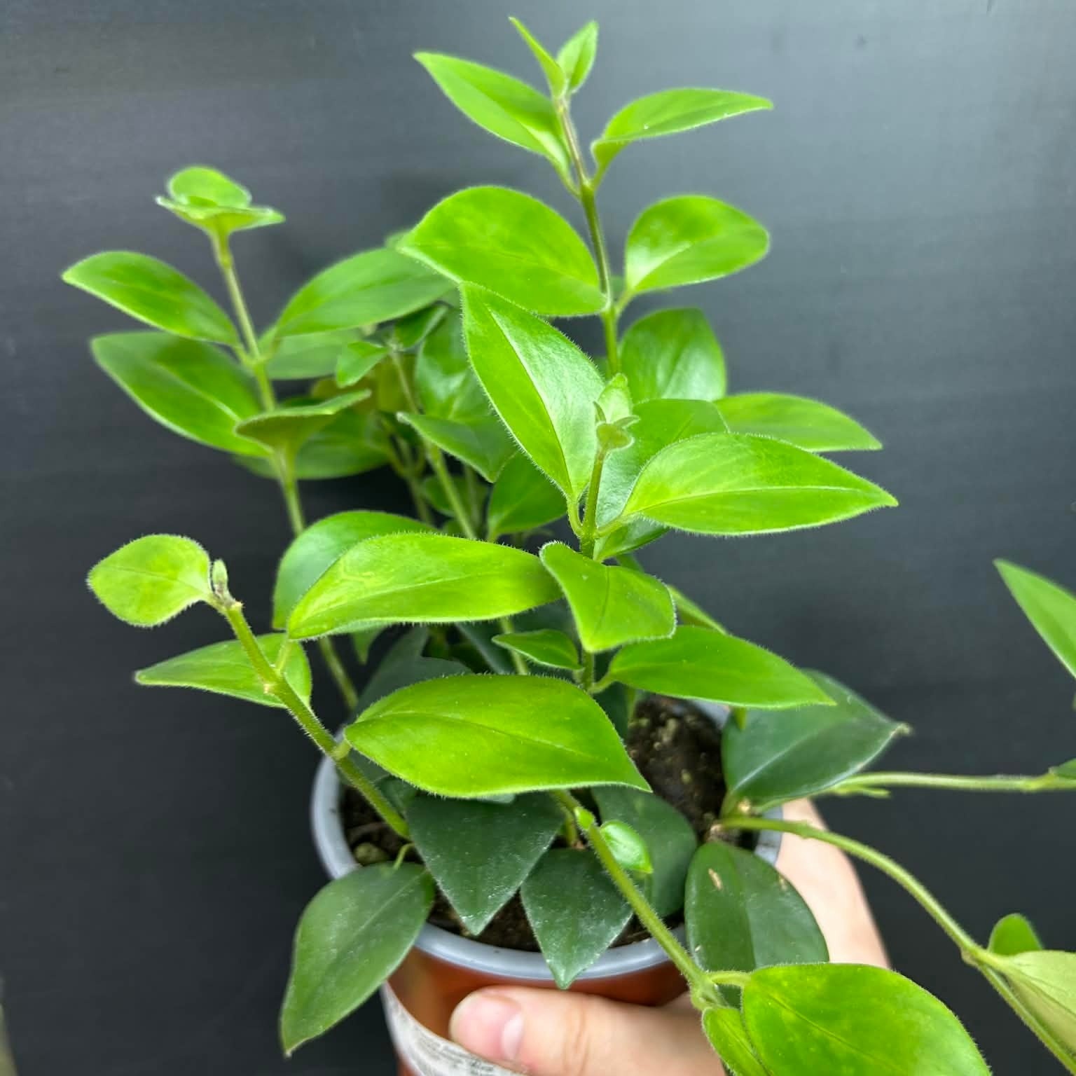Magazoo Plante Aeschynanthus Lobbianus 'Mira' | Plante rouge-à-lèvres 10cm