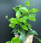 Magazoo Plante Aeschynanthus Lobbianus 'Mira' | Plante rouge-à-lèvres 10cm
