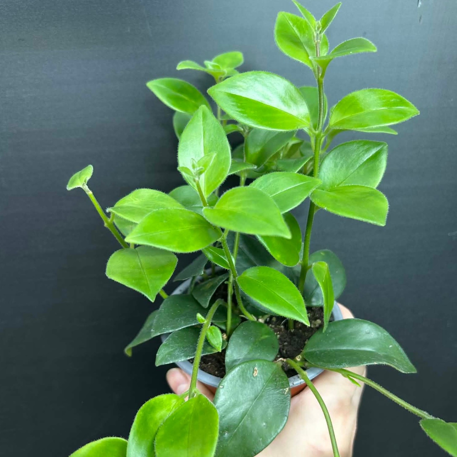 Magazoo Plante Aeschynanthus Lobbianus 'Mira' | Plante rouge-à-lèvres 10cm