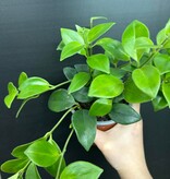 Magazoo Plante Aeschynanthus Lobbianus 'Mira' | Plante rouge-à-lèvres 10cm