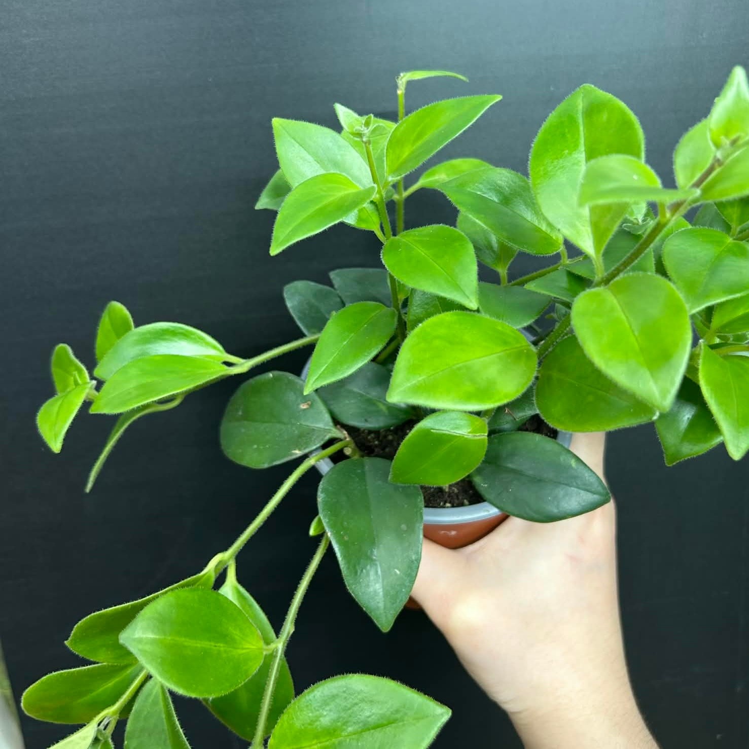Magazoo Plante Aeschynanthus Lobbianus 'Mira' | Plante rouge-à-lèvres 10cm