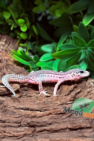 Magazoo Female Super Macksnow Eclipe Leopard Gecko 02/06/26