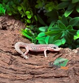 Magazoo Female Super Macksnow Eclipe Leopard Gecko 02/06/26