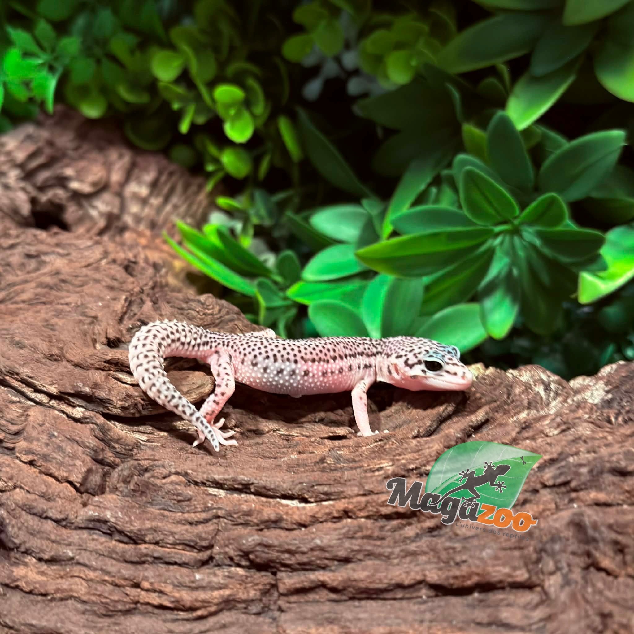 Magazoo Female Super Macksnow Eclipe Leopard Gecko 02/06/26