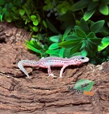Magazoo Female Super Macksnow Eclipe Leopard Gecko 02/06/26
