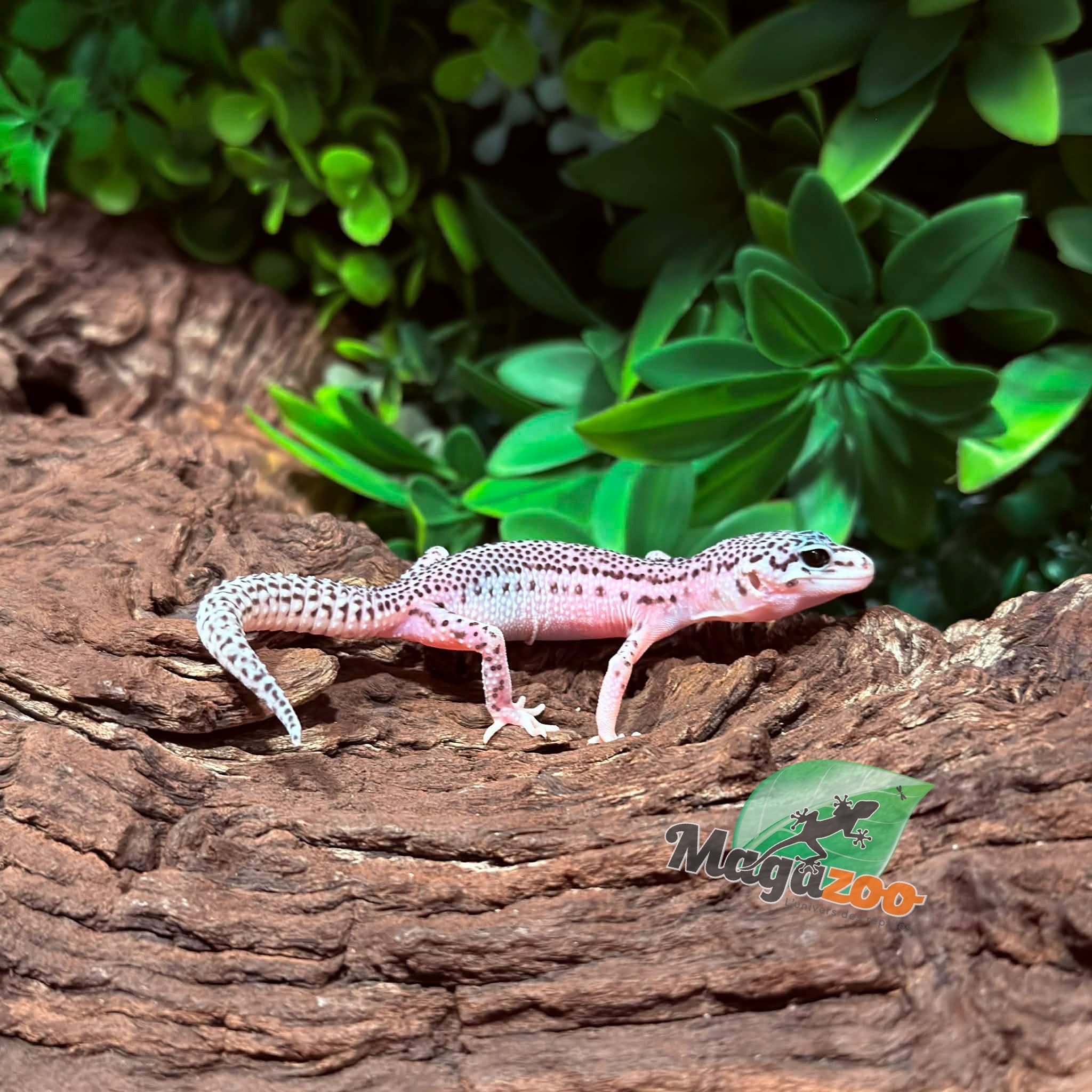 Magazoo Female Super Macksnow Eclipe Leopard Gecko 02/06/26