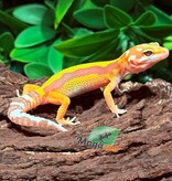 Magazoo Gecko léopard Tremper Albino Mâle 23/02/26