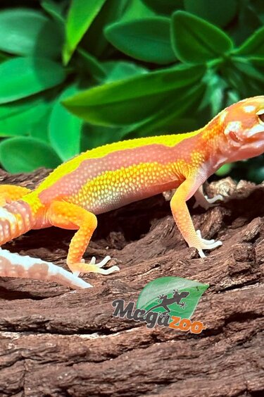 Magazoo Gecko léopard Tremper Albino Mâle 23/02/26