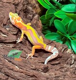 Magazoo Male Tremper Albino Leopard gecko 02/23/26