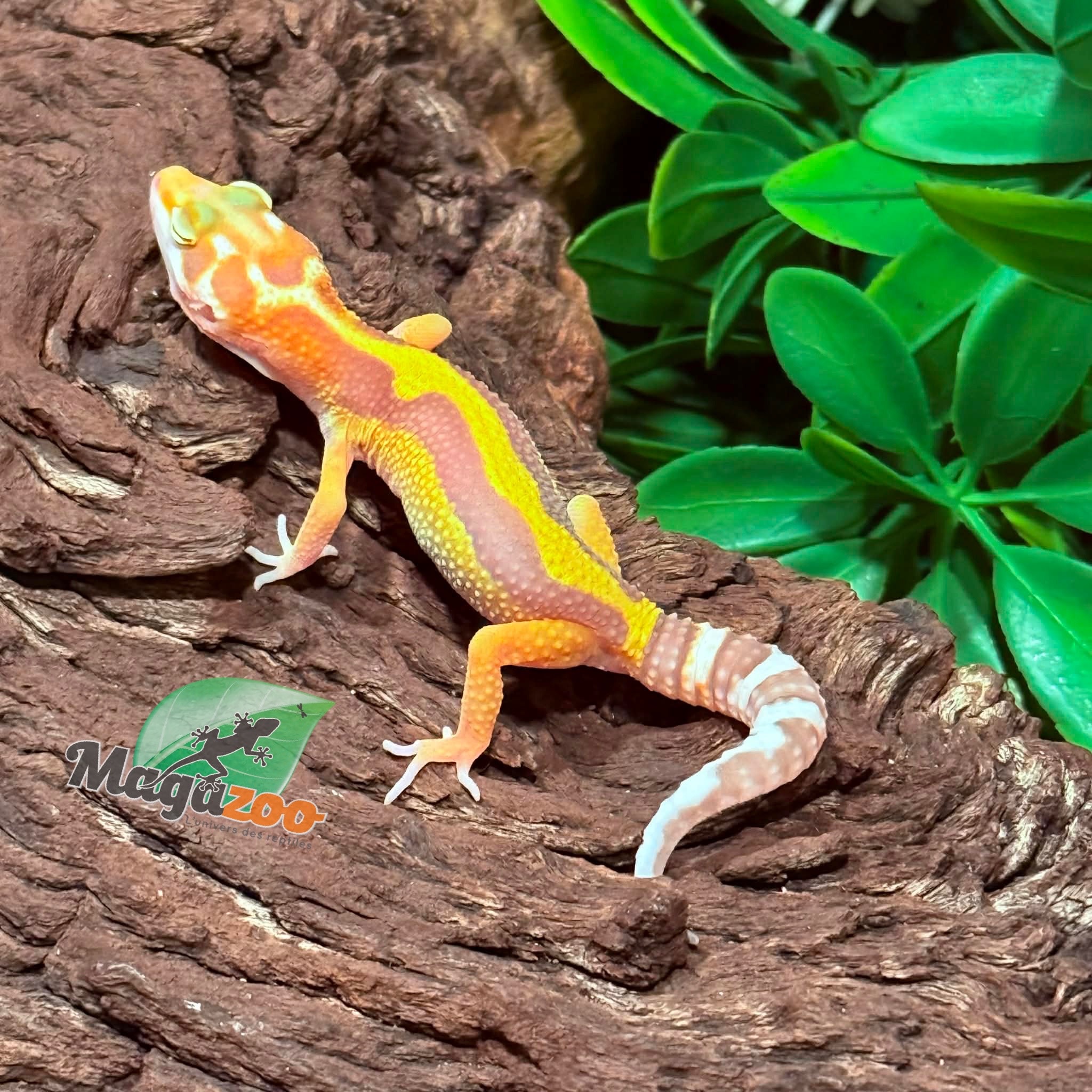 Magazoo Gecko léopard Tremper Albino Mâle 23/02/26
