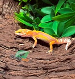 Magazoo Male Tremper Albino Leopard gecko 02/23/26
