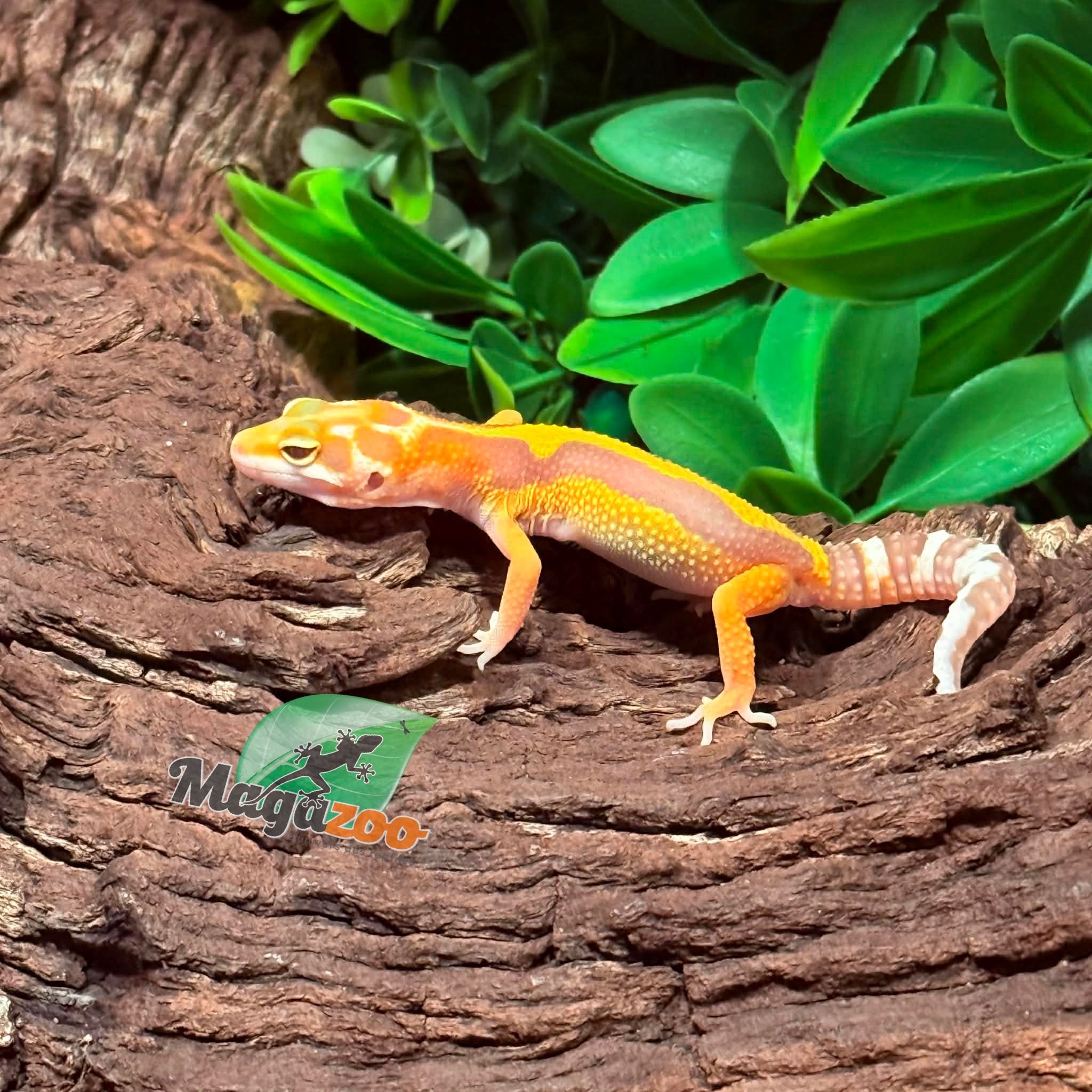 Magazoo Gecko léopard Tremper Albino Mâle 23/02/26