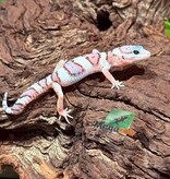 Magazoo Male White & Yellow Het Diablo Blanco Leopard Gecko 02/20/26