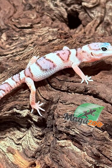 Magazoo Male White & Yellow Het Diablo Blanco Leopard Gecko 02/20/26