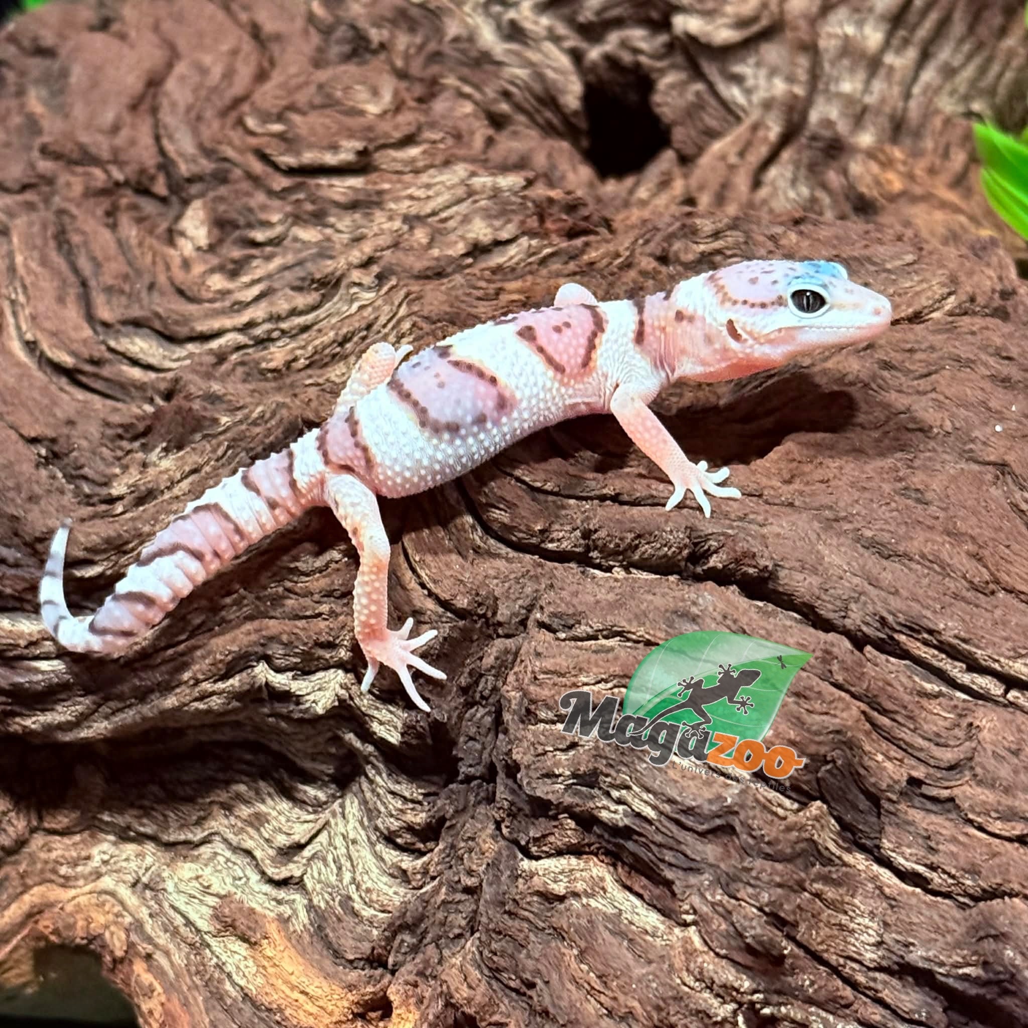 Magazoo Male White & Yellow Het Diablo Blanco Leopard Gecko 02/20/26