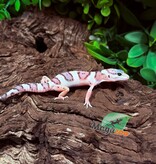 Magazoo Male White & Yellow Het Diablo Blanco Leopard Gecko 02/20/26