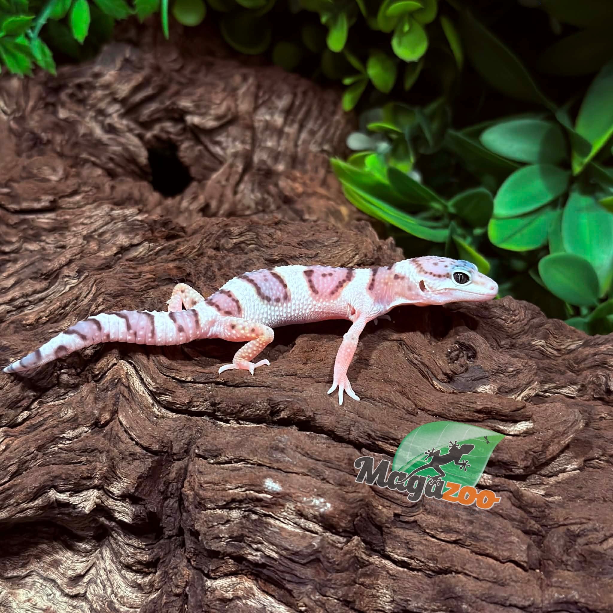 Magazoo Male White & Yellow Het Diablo Blanco Leopard Gecko 02/20/26