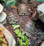 Magazoo Tortue Léopard Bébé (2026) #3