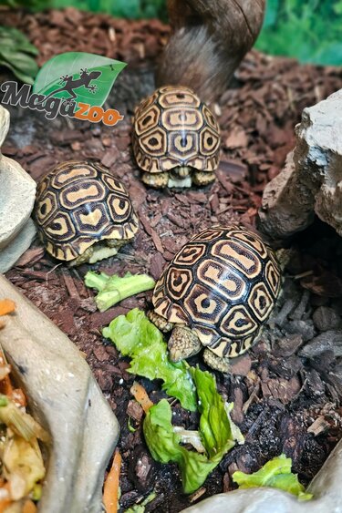 Magazoo Tortue Léopard Bébé (2026) #3