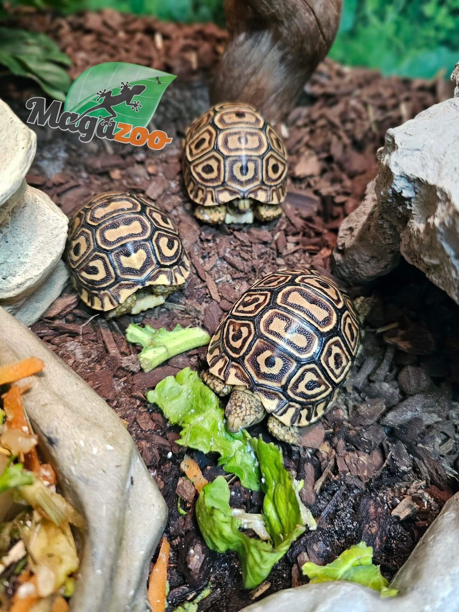 Magazoo Tortue Léopard Bébé (2026) #3
