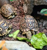 Magazoo Baby Leopard tortoise (2026) #3