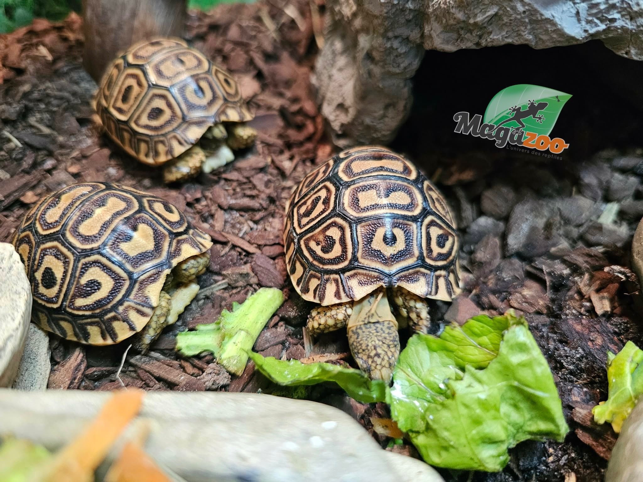 Magazoo Tortue Léopard Bébé (2026) #3