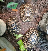 Magazoo Baby Leopard tortoise (2026) #3
