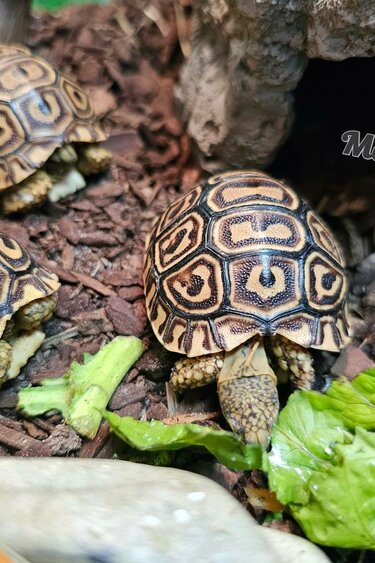 Magazoo Baby Leopard tortoise (2026) #2