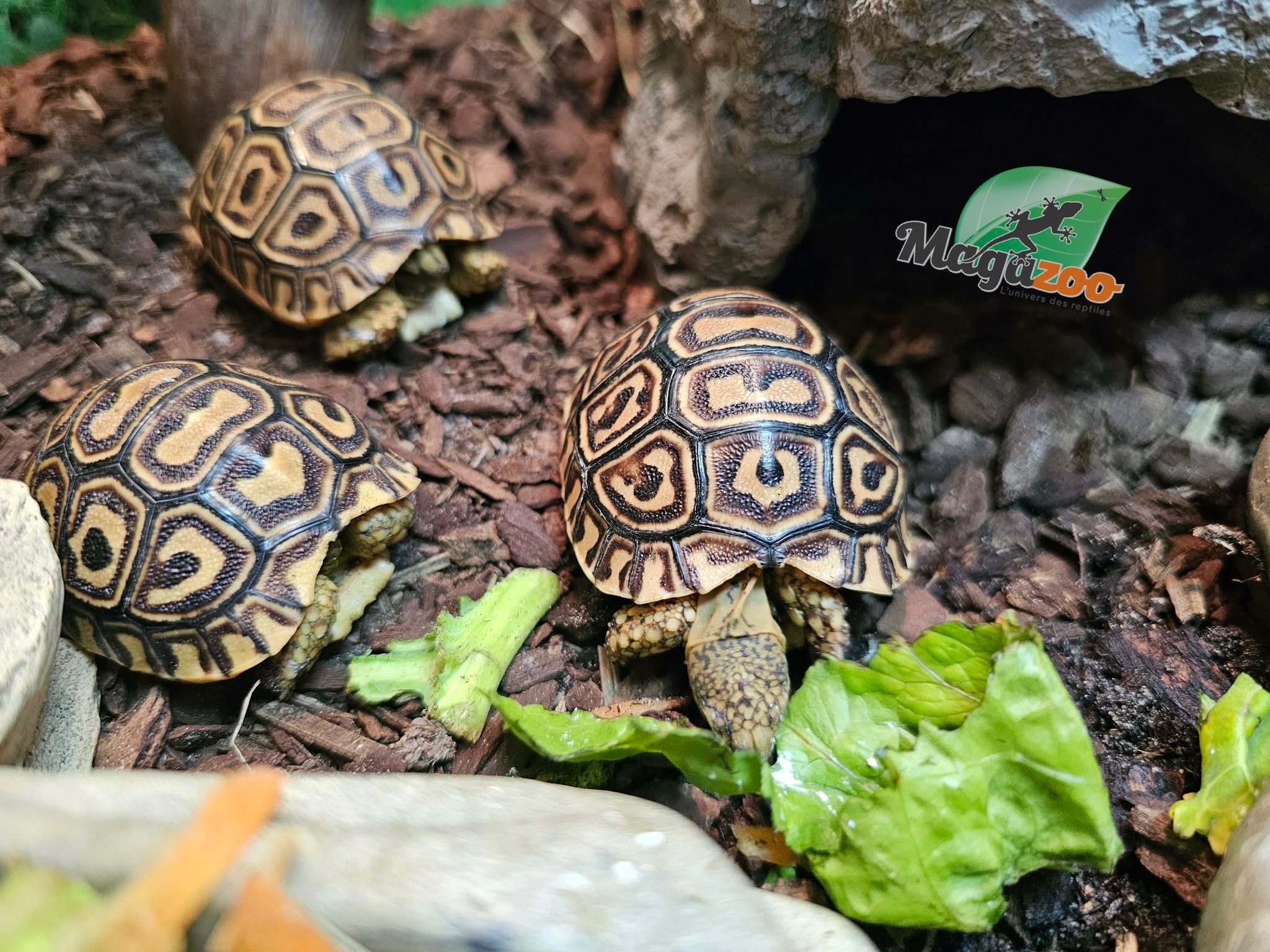 Magazoo Tortue Léopard Bébé (2026) #2