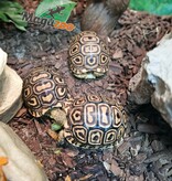 Magazoo Tortue Léopard Bébé (2026) #2