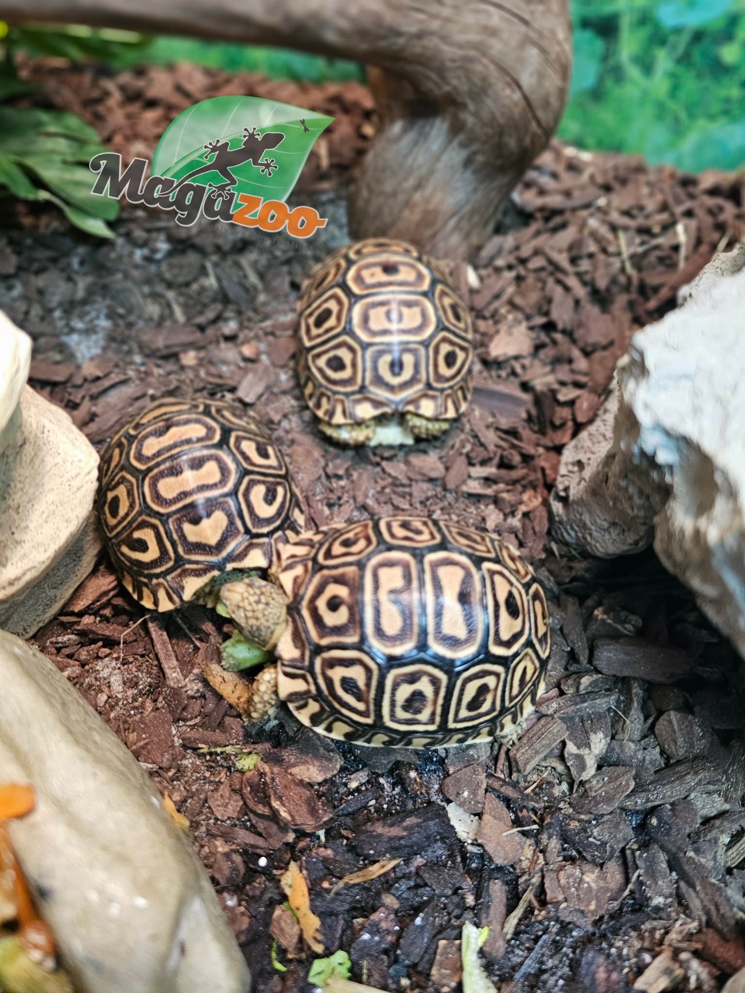 Magazoo Baby Leopard tortoise (2026) #2