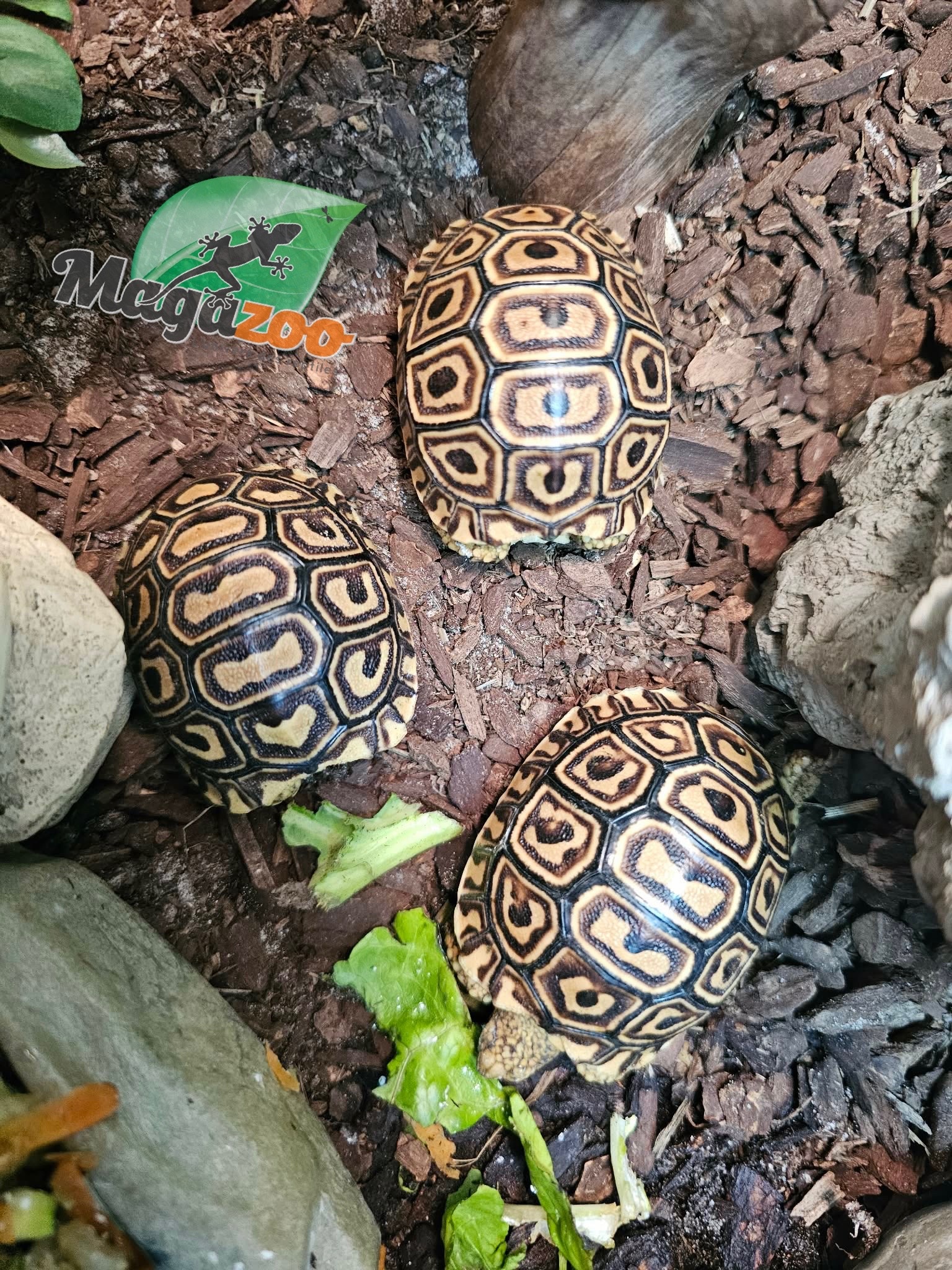 Magazoo Baby Leopard tortoise (2026) #2