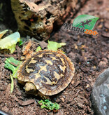 Magazoo Tortue 'Pancake' Bébé #1