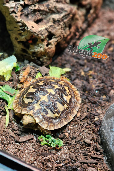Magazoo Baby Pancake tortoise #1