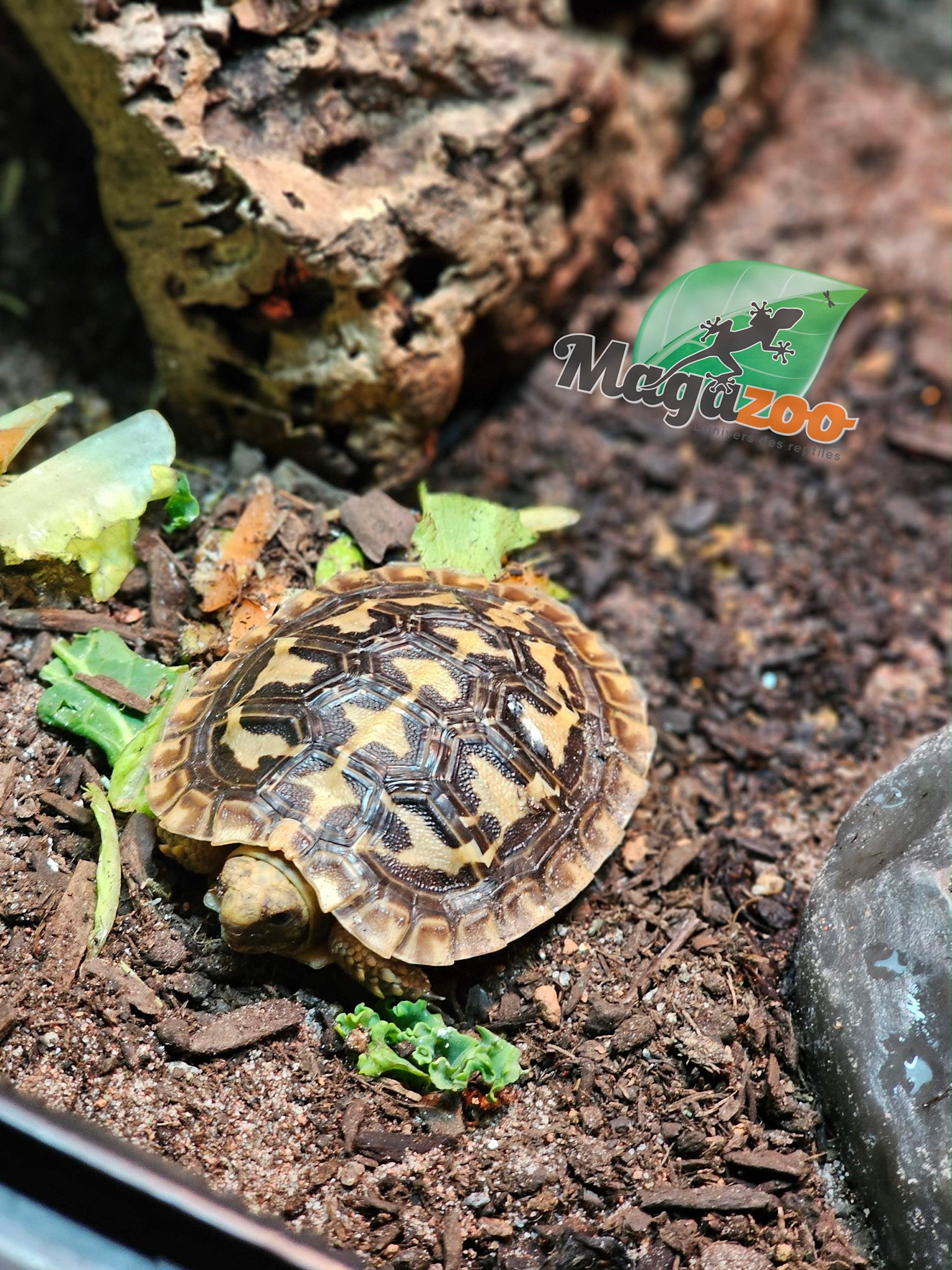 Magazoo Tortue 'Pancake' Bébé #1
