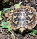 Magazoo Tortue 'Pancake' Bébé #1