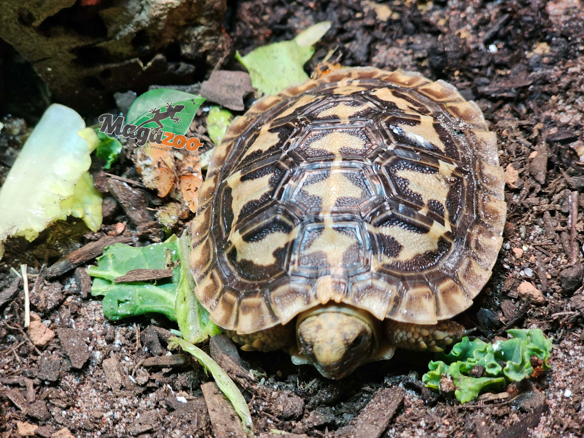 Magazoo Baby Pancake tortoise #1