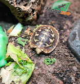 Magazoo Tortue 'Pancake' Bébé #1