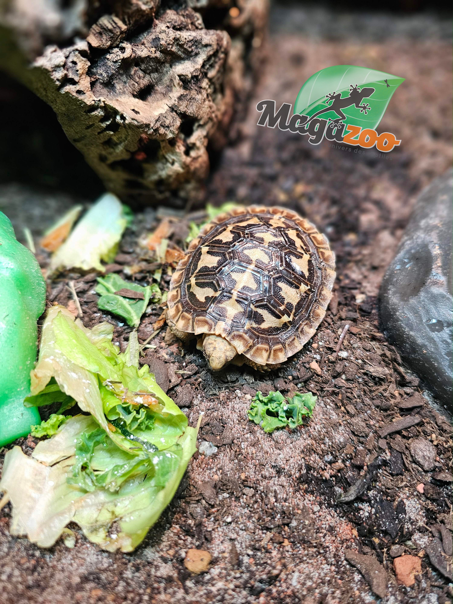 Magazoo Tortue 'Pancake' Bébé #1