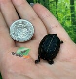 Magazoo Three striped mud turtle (Febuary 2026)