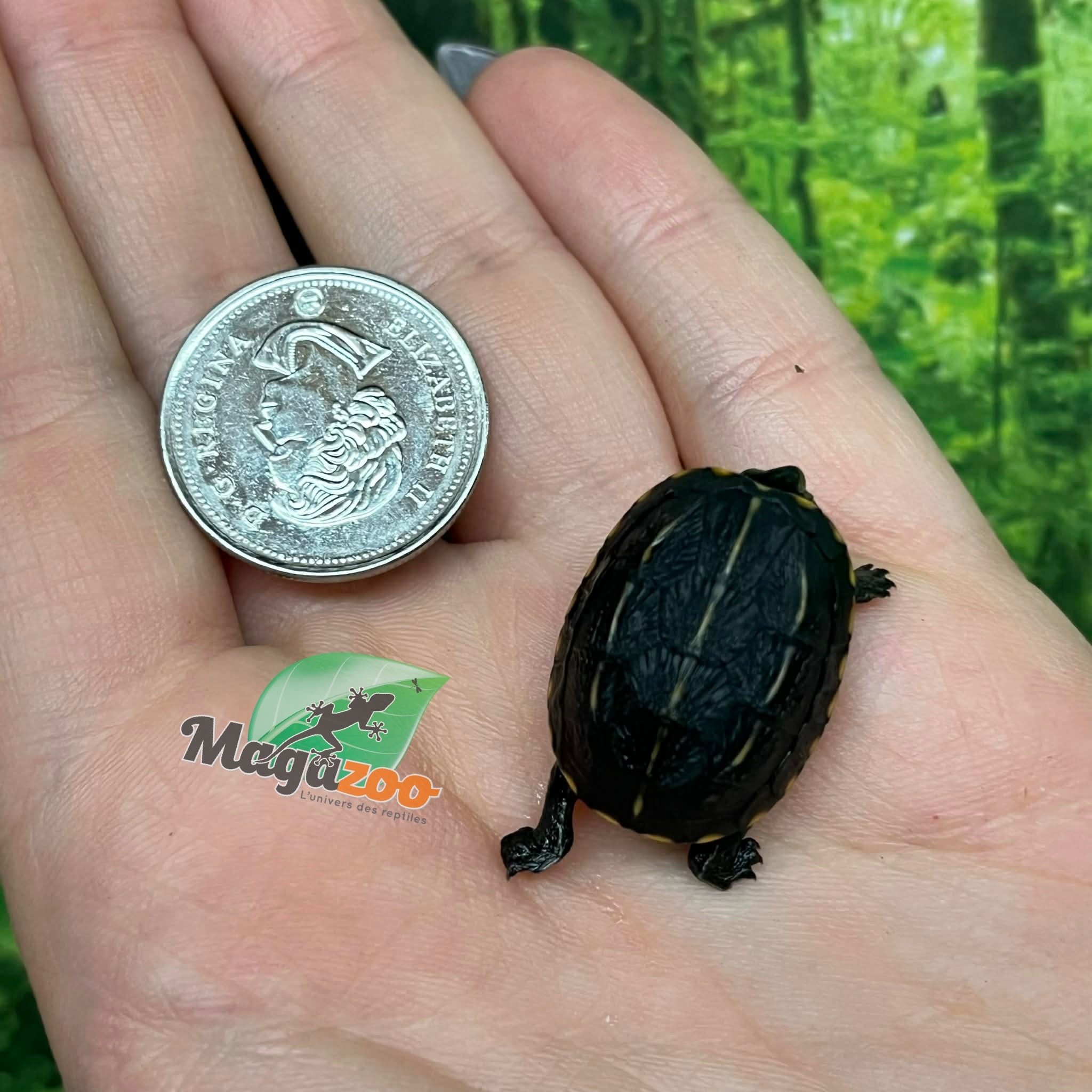 Magazoo Three striped mud turtle (Febuary 2026)