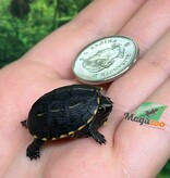 Magazoo Tortue de boue rayée   (tortue mud à trois lignes) fevrier 2026